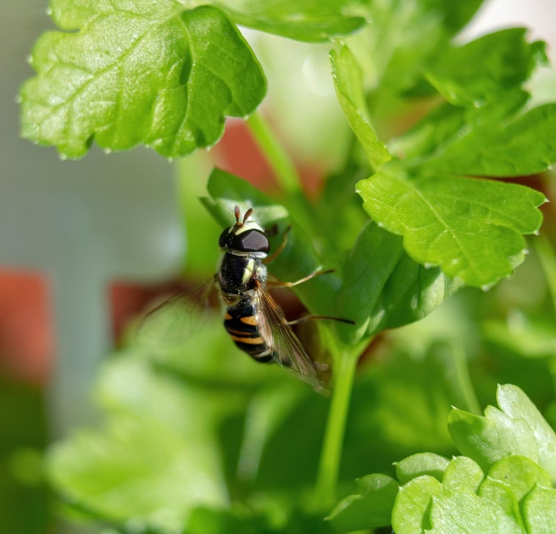 Beneficial Insects List