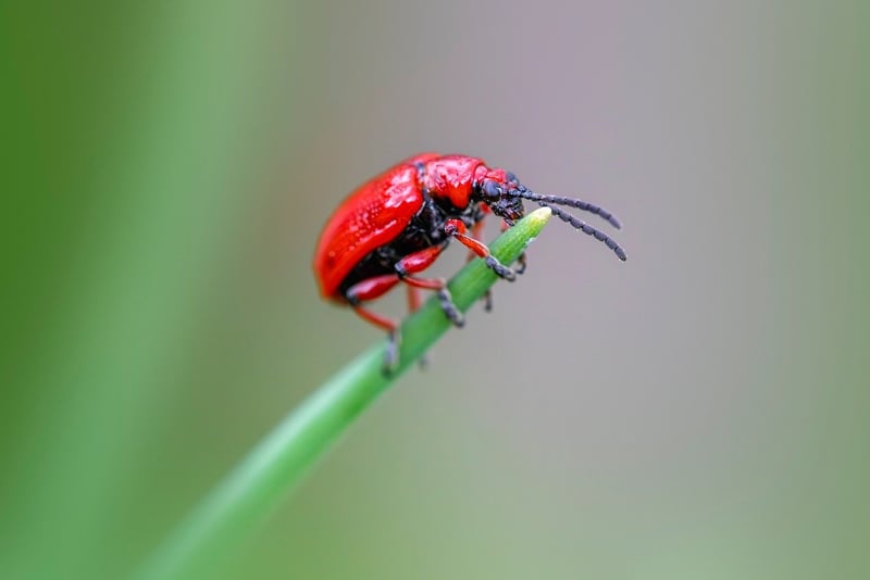 DIY Pest Control Recipes