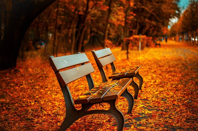 Fall plant care