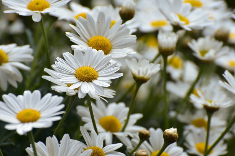 Winter plant care