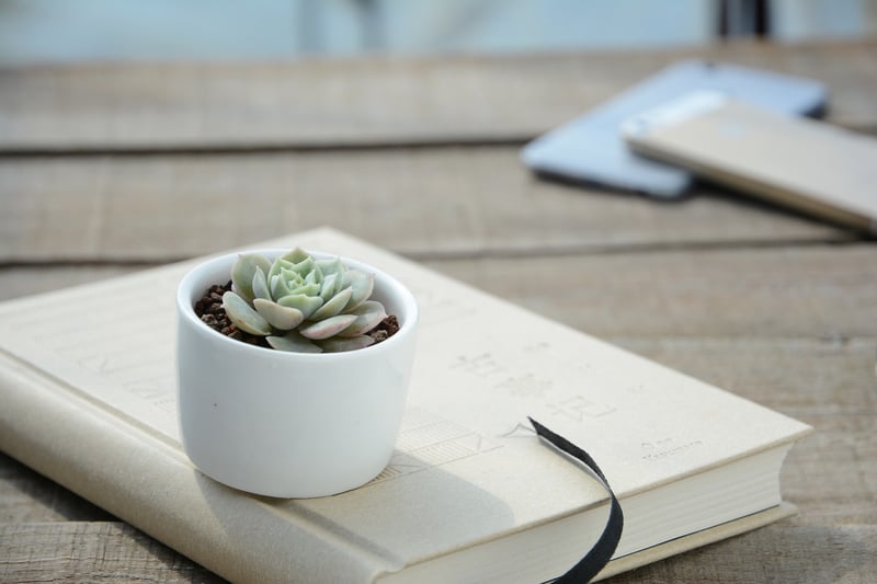 Spring plant care