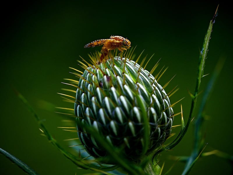 Organic Pest Control